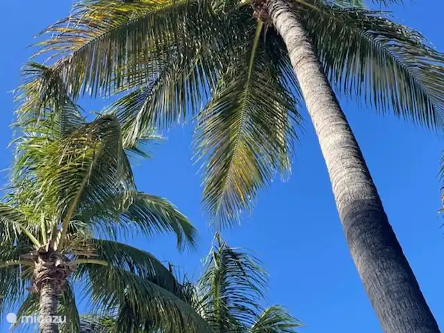 Casa Sunshine Aruba | Aruba, Oranjestad, Oranjestad - maison de vacances De beaux palmiers