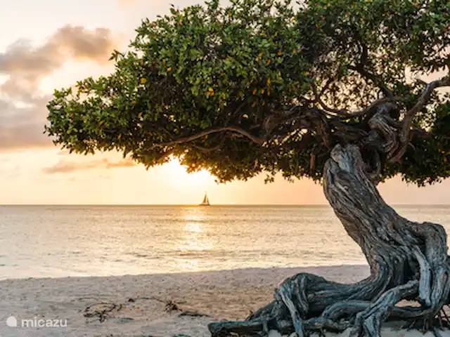 Casa Sunshine Aruba | Aruba, Oranjestad, Oranjestad - maison de vacances Séance photo avec les arbres Fofoti à Eagle Beach