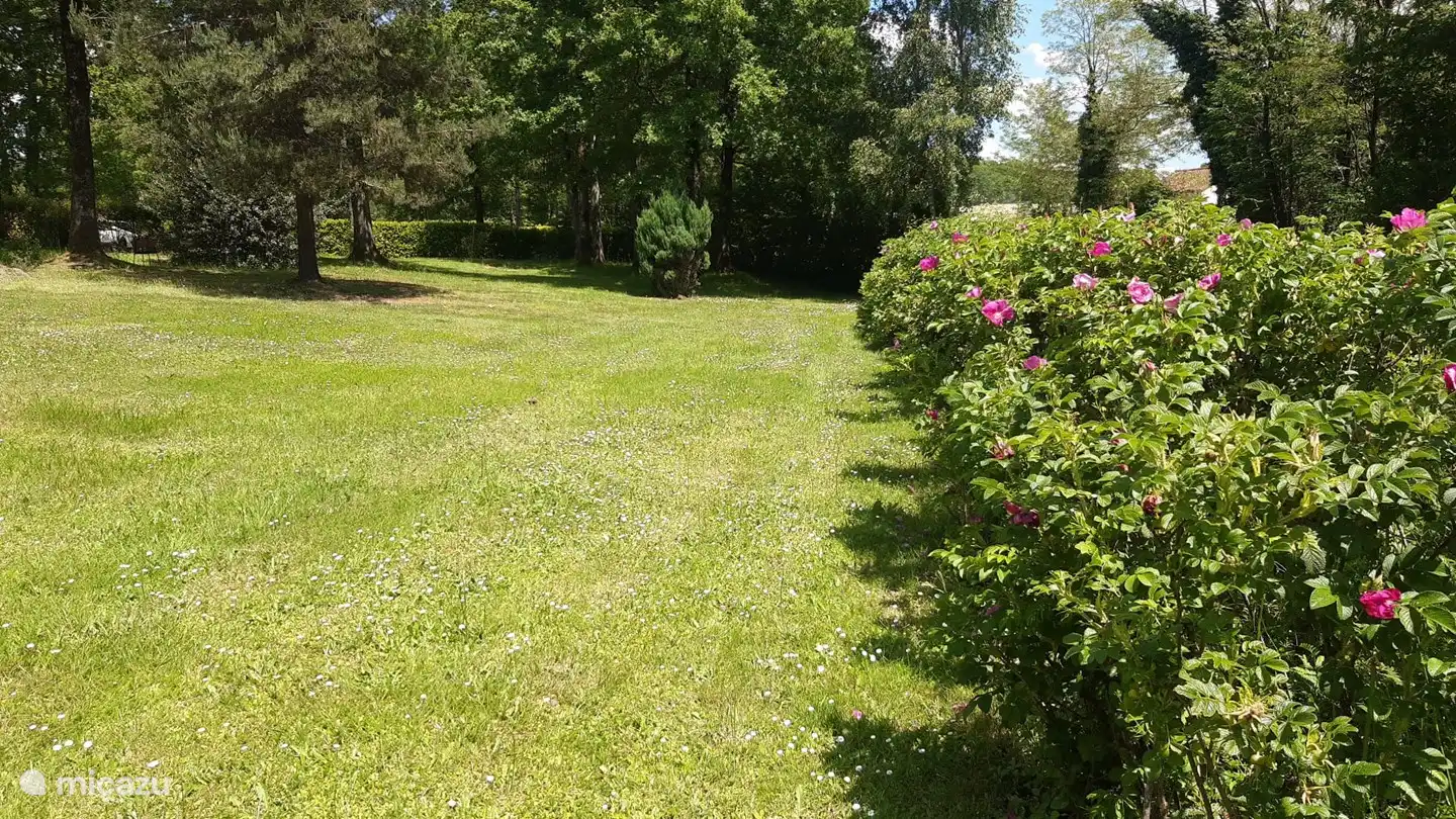 Die Rosenhecke blüht