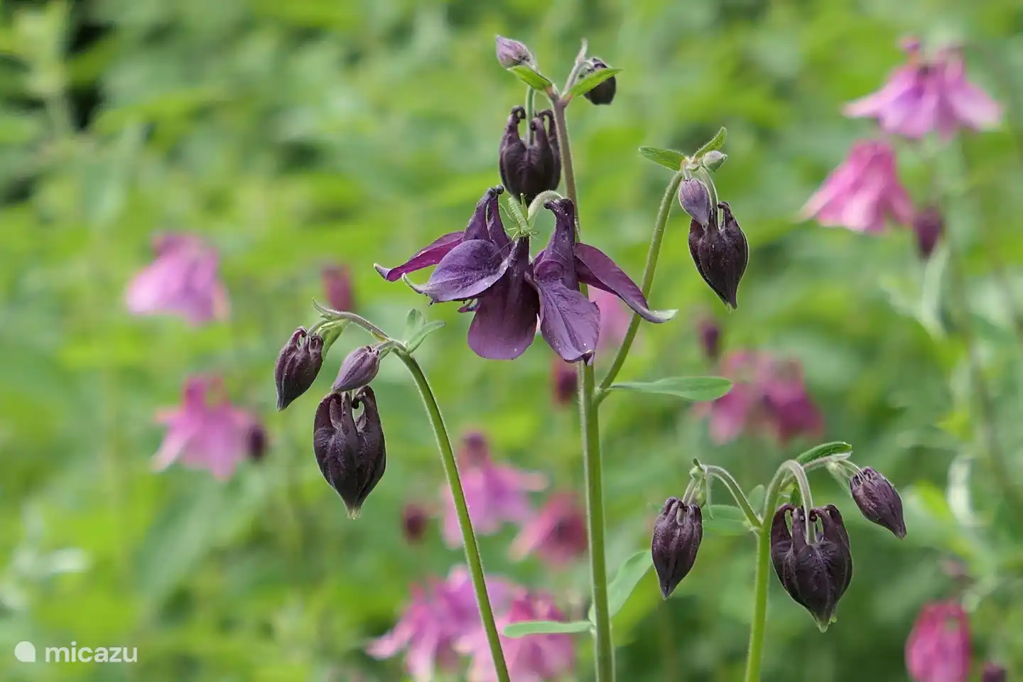 Flower splendor in the spring