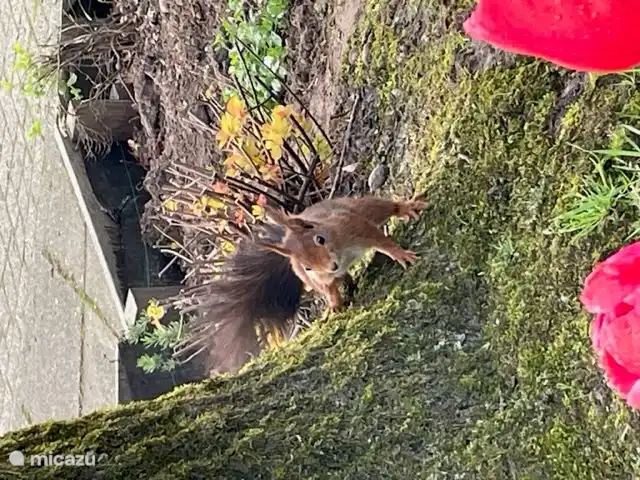 Eichhörnchen im Garten