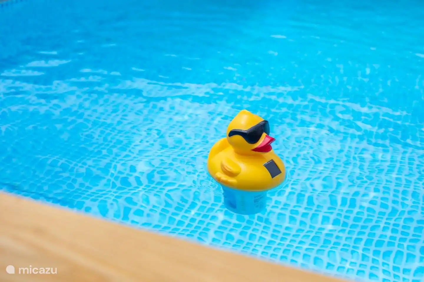 Ente schwimmt mit dir