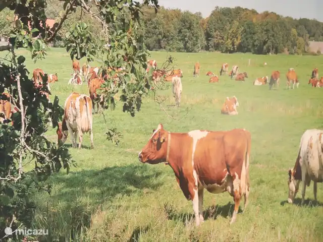 Location de Vacances Pays-Bas, Overijssel, IJhorst, maison de vacances - Les Montagnes Blanches 65 Décoration.