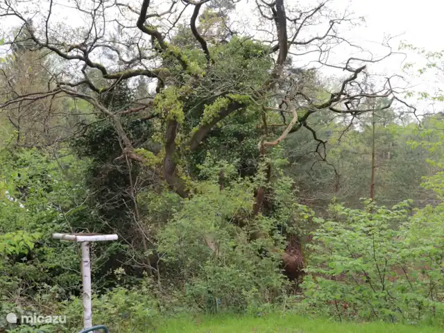 Location de Vacances Pays-Bas, Overijssel, IJhorst, maison de vacances - Les Montagnes Blanches 65 Vue du jardin.