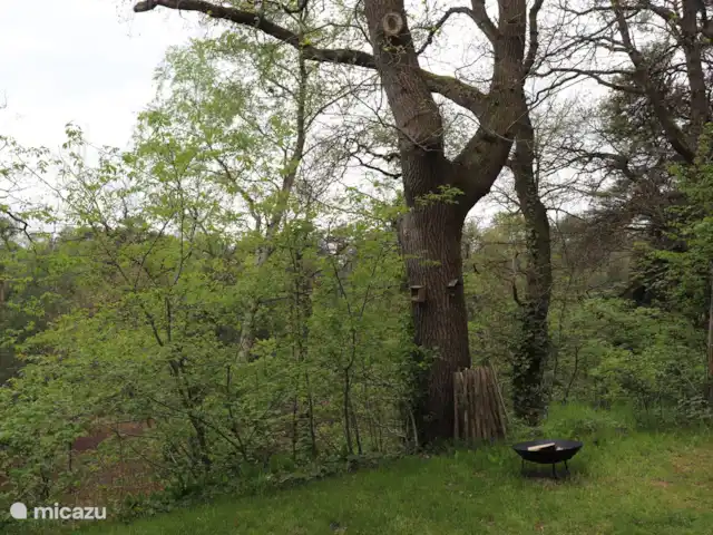 Location de Vacances Pays-Bas, Overijssel, IJhorst, maison de vacances - Les Montagnes Blanches 65 Vue du jardin.