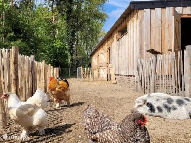 Location de Vacances Pays-Bas, Gueldre, Ruurlo, maison de vacances - Maison de vacances Achterhoek Dierenweide, nous avons un cochon, des chèvres, un poney shetland et des poulets dans notre pâturage.