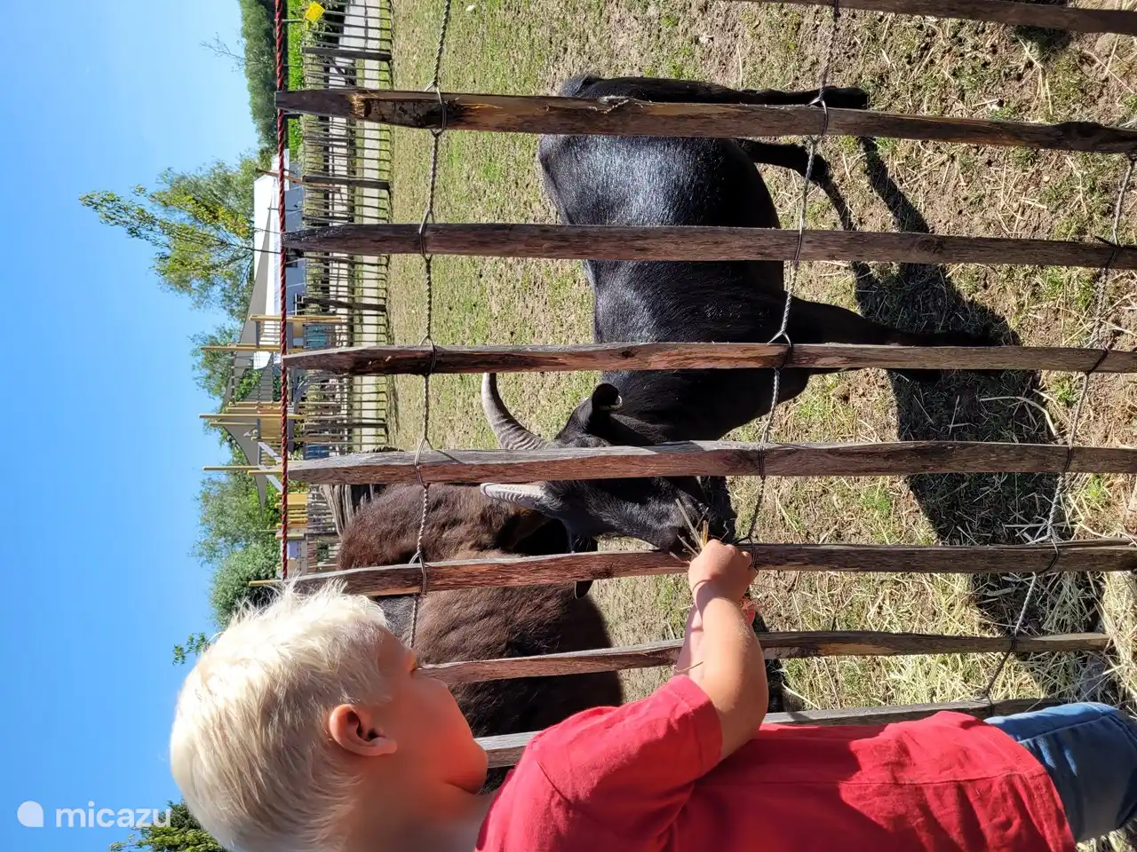 Chèvres dans le zoo.
