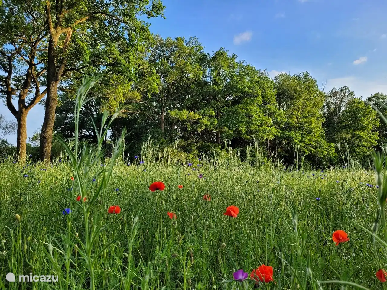 Prairie fleurie à l'entrée de notre site