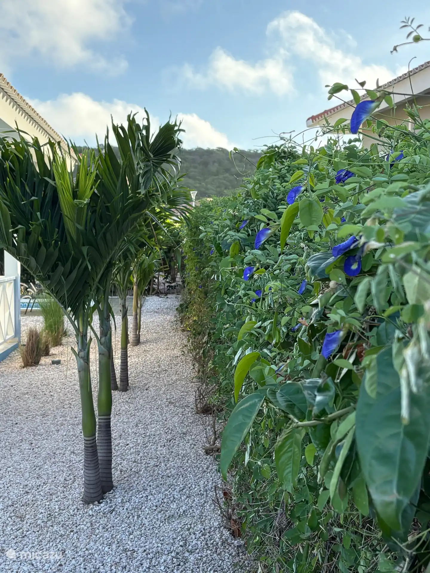 Der Zaun zu den Nachbarn rechts ist schön bewachsen.