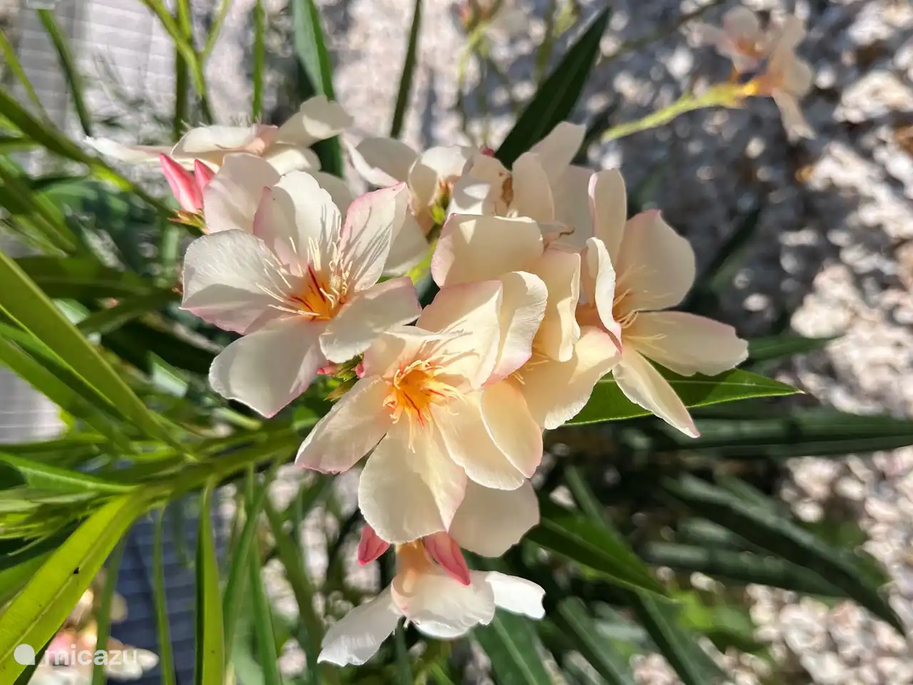 Schöne Blumen im Garten