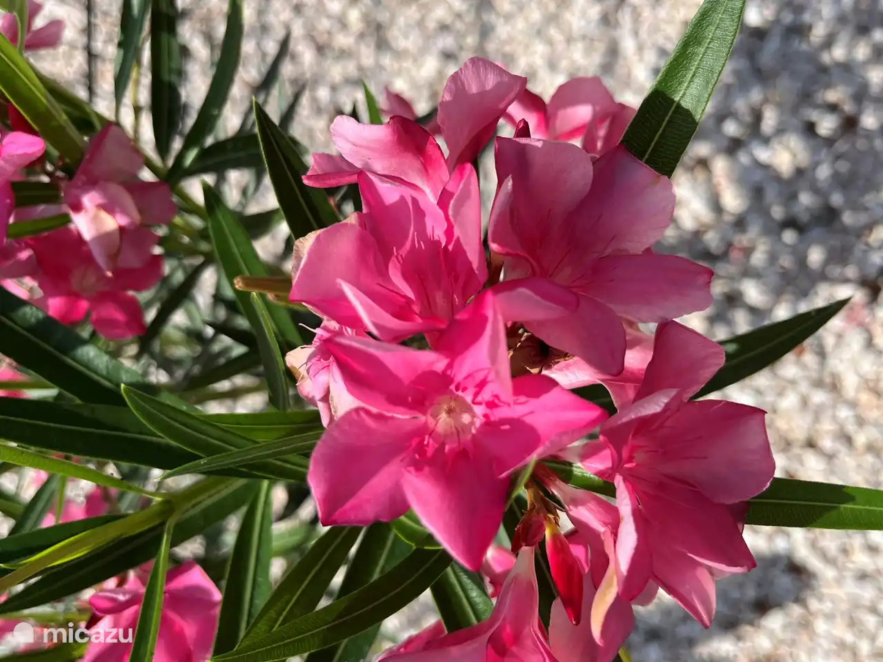 Schöne Blumen im Garten