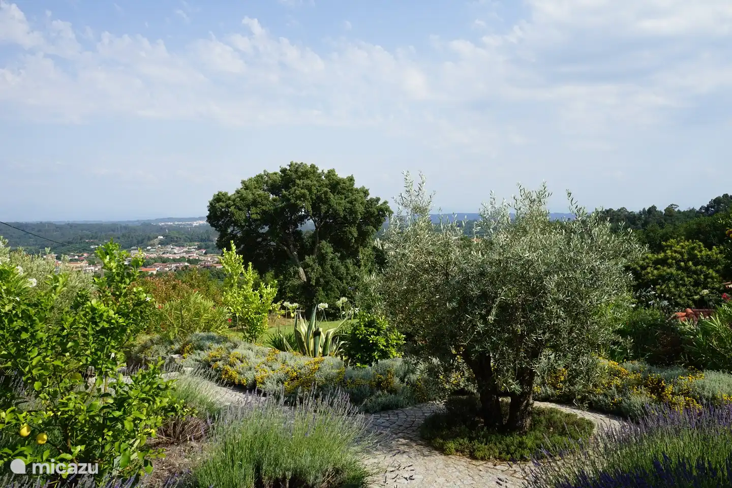 Garten mit Olivenbaum