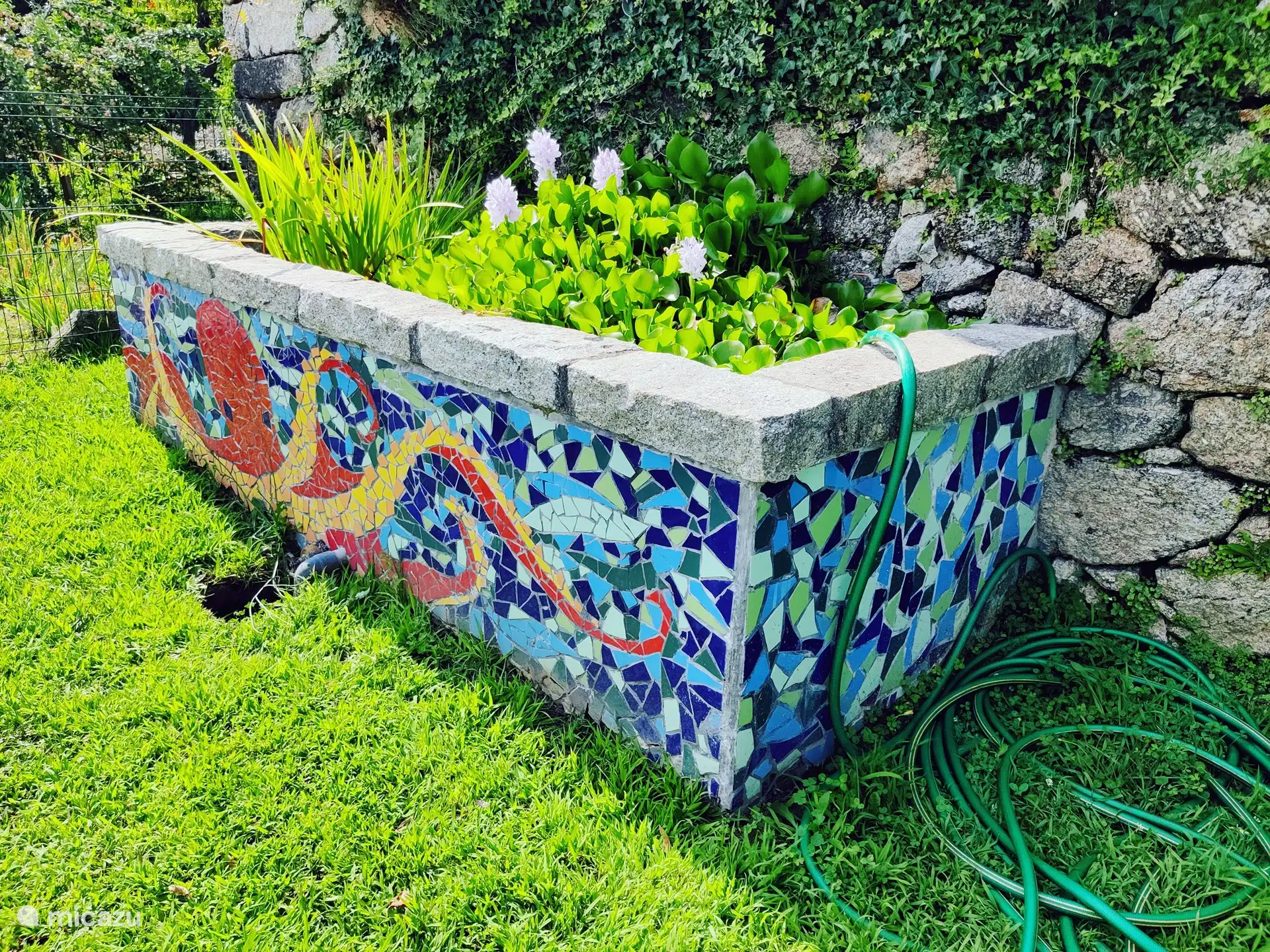 „Oktopusbecken“ mit Wasserpflanzen