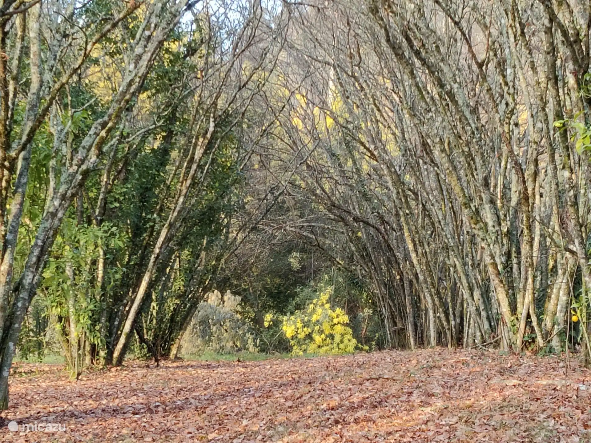 Alter Haselnussgarten