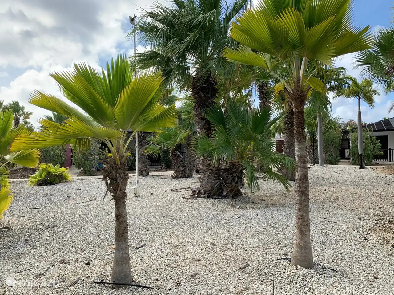 Cada año, 120.000 litros de agua van a este jardín (sistema de agua azul), pero luego te imaginas en el paraíso y las palmeras te saludan todo el día.