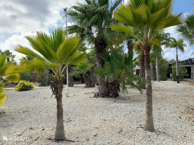 Location de Vacances Bonaire, Bonaire, Kralendijk, villa - Villa Isa Mae Chaque année, 120 000 litres d'eau entrent dans ce jardin (système d'eau bleue), mais ensuite vous vous imaginez au paradis et les palmiers vous saluent toute la journée.