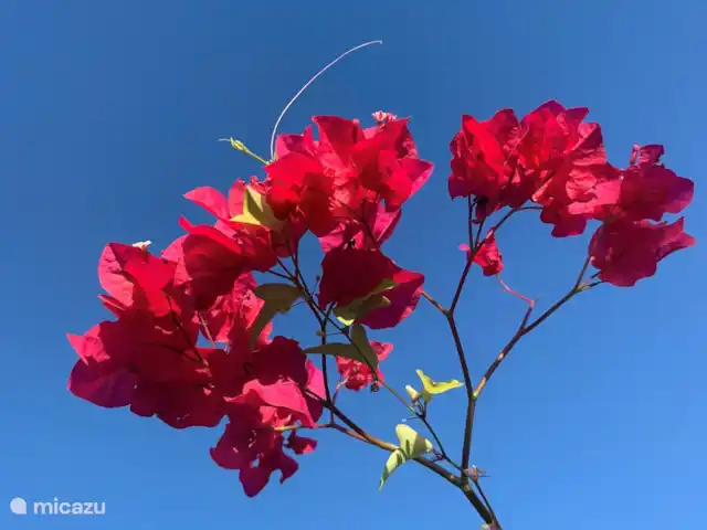Location de Vacances Bonaire, Bonaire, Kralendijk, villa - Villa Isa Mae
