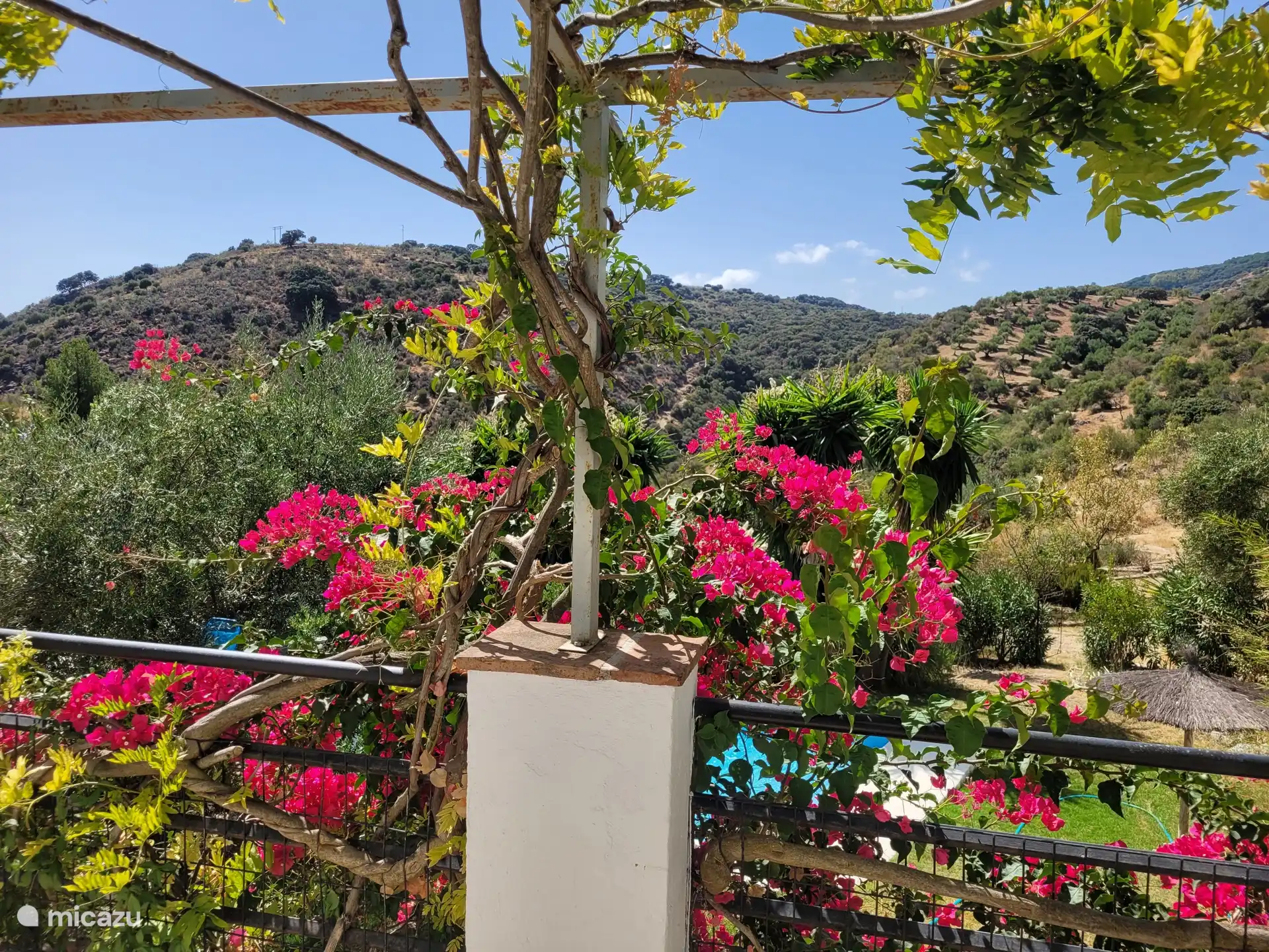 La piscine qui jette un coup d’œil à travers les bougainvilliers sur la terrasse à l’étage