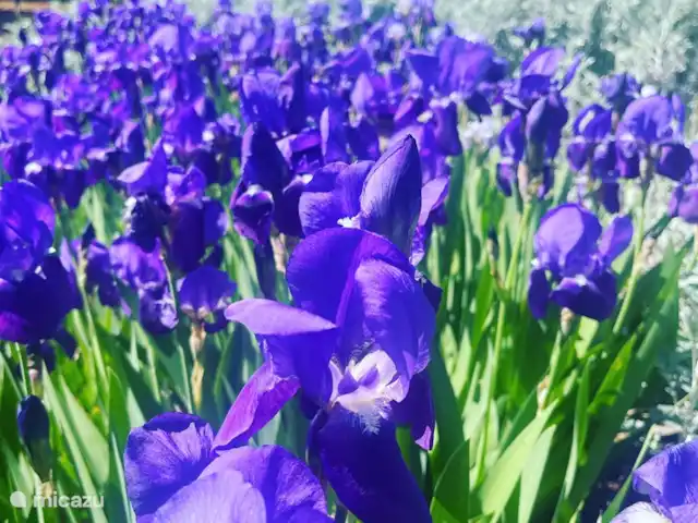 vakantiehuis huren in Italië, Apulië (Puglia), Ceglie Messapica – Suite Pasqà Apulische bloemen