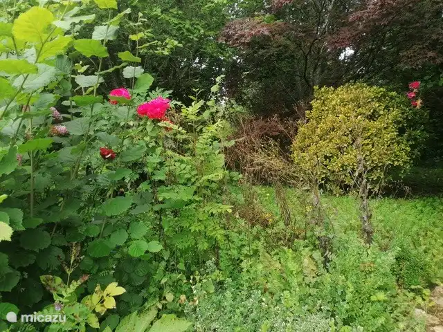 Cottage Landlust | France, Nièvre, Authiou - gîte / cottage fleurs de jardin
