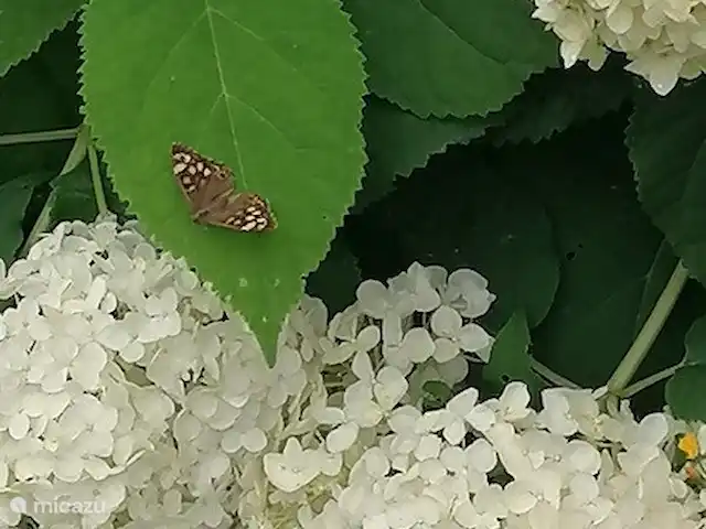 Cottage Landlust | France, Nièvre, Authiou - gîte / cottage Hortensia Anabelles