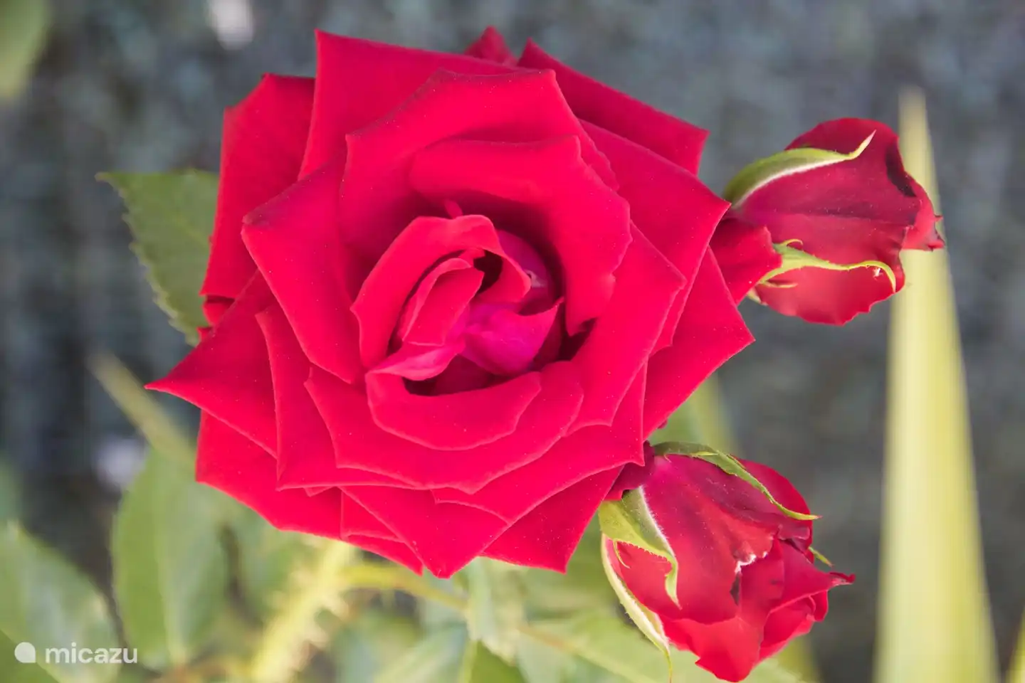 In the garden you can enjoy roses and other flowers and plants