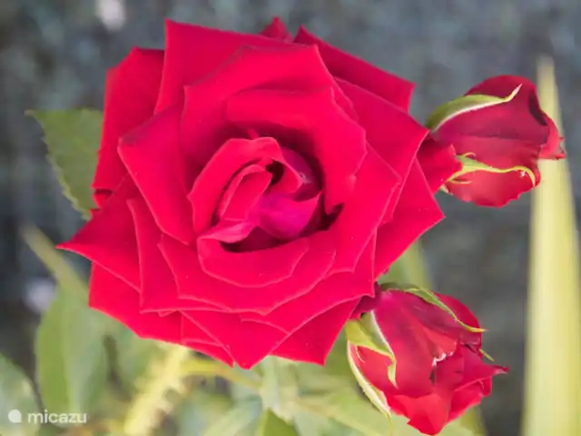 El Gato Sonriente en España, Andalucía, Cómpeta - villa En el jardín se puede disfrutar de rosas y otras flores y plantas
