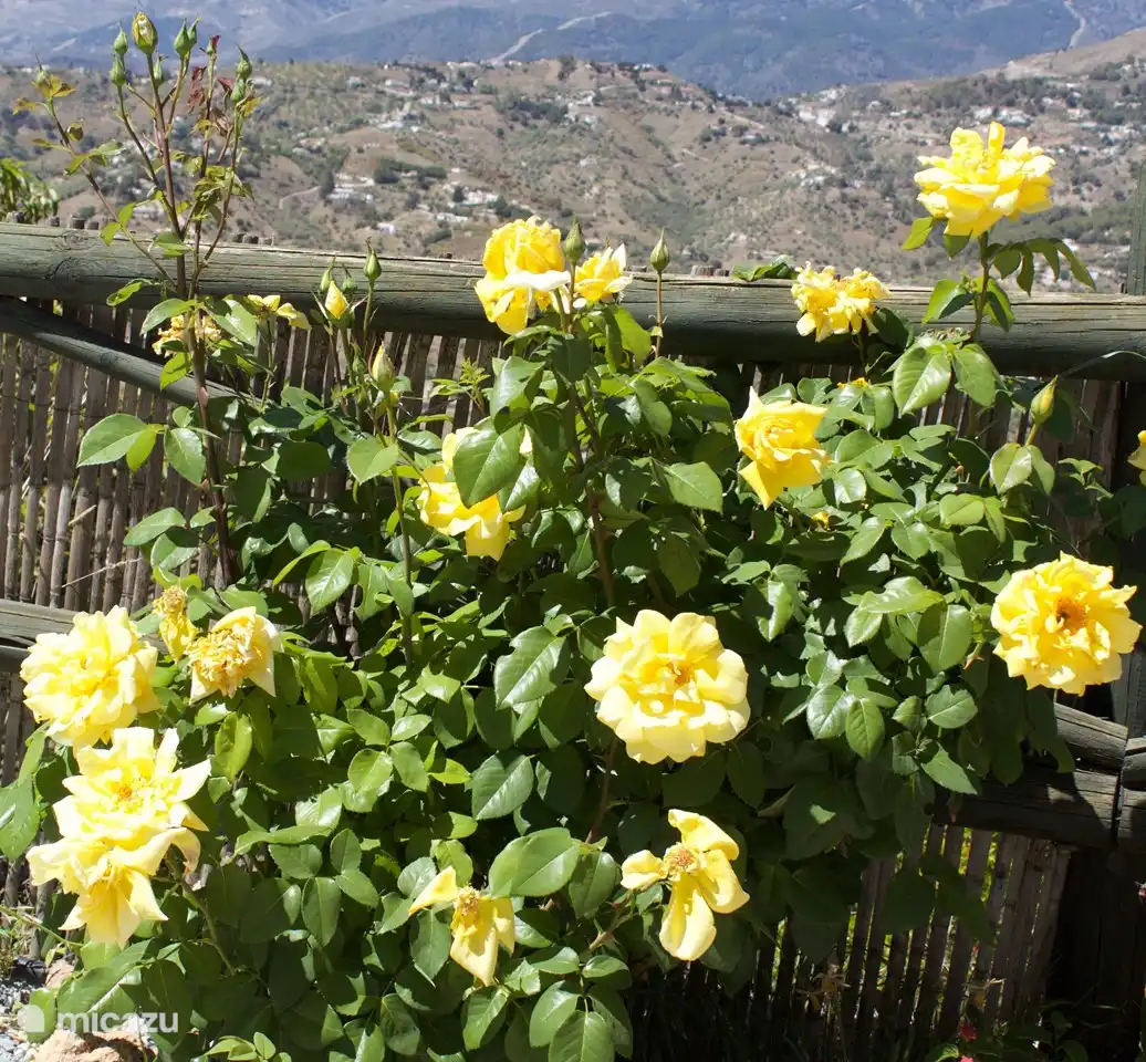 Many colors, including yellow