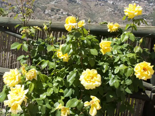 El Gato Sonriente en España, Andalucía, Cómpeta - villa Muchos colores, incluido el amarillo