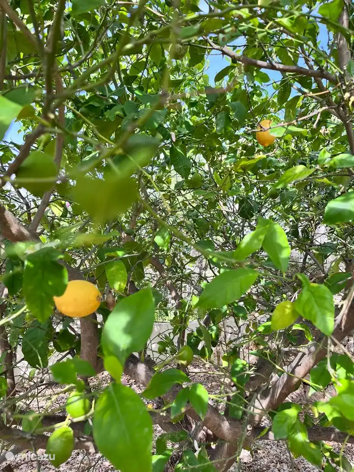 Zitronenbaum im Garten