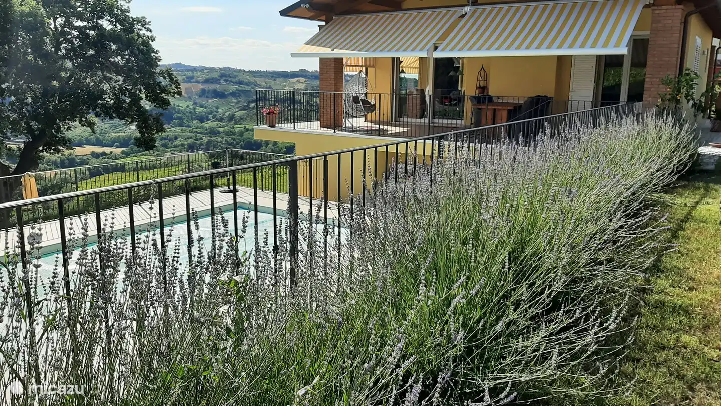 the lavender in bloom, there are many lavender plants in the garden. I make scent pouches for my own use, and what I have left over goes to a daytime activity in Amersfoort. they make fragrant soaps and other fun things from this.