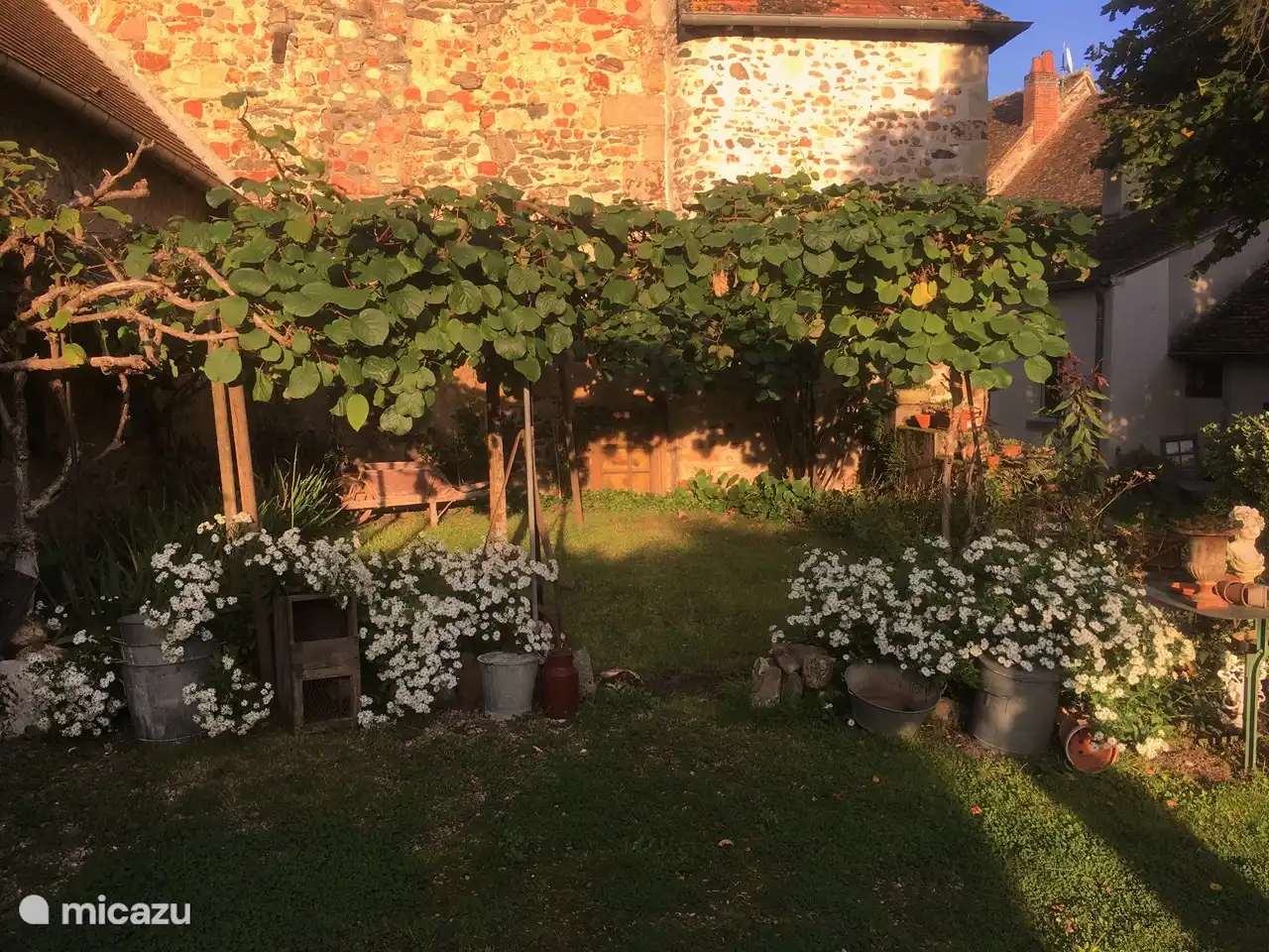 der Garten mit Kiwibäumen