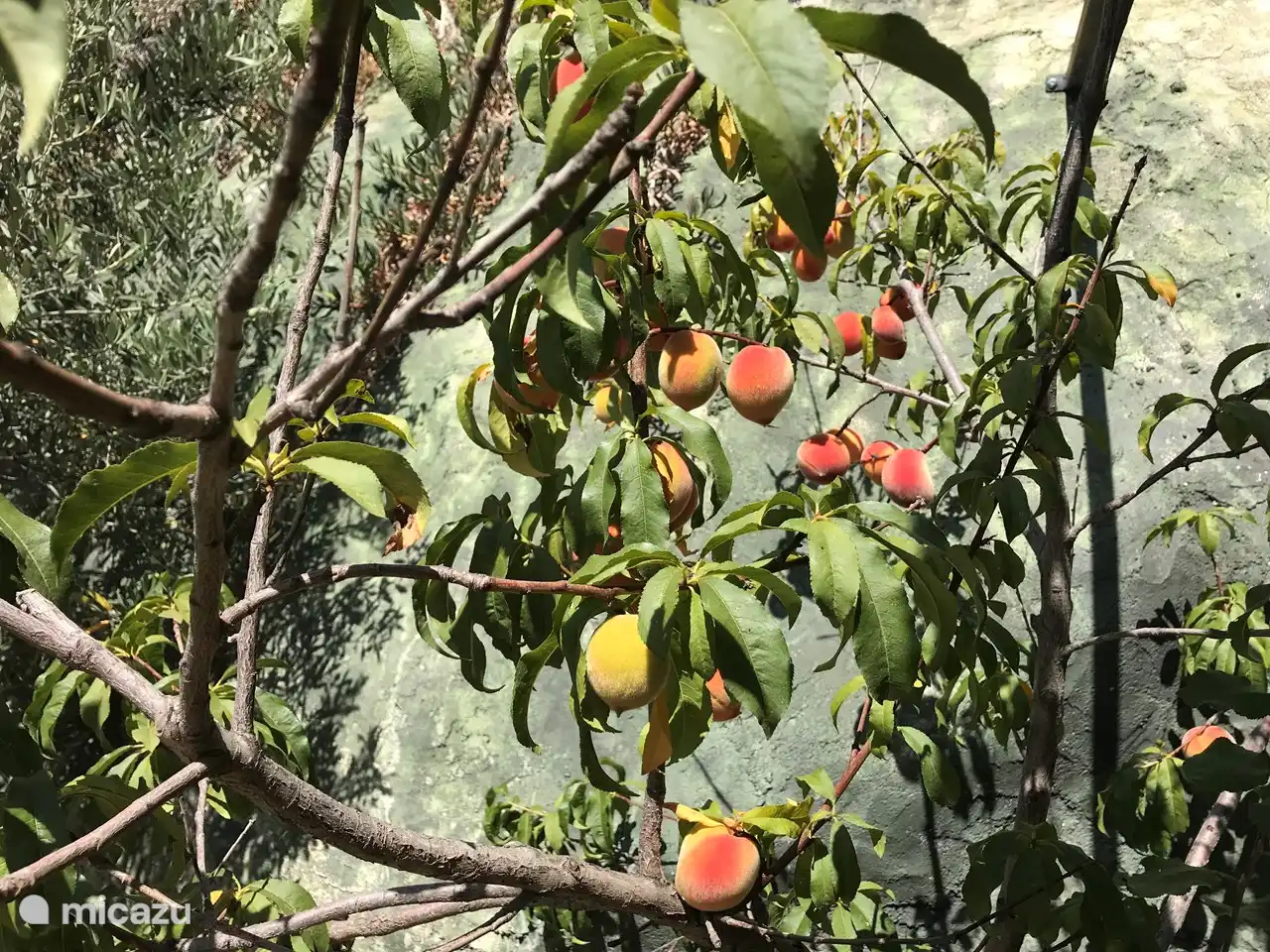 Fruits d'été sur l'arbre