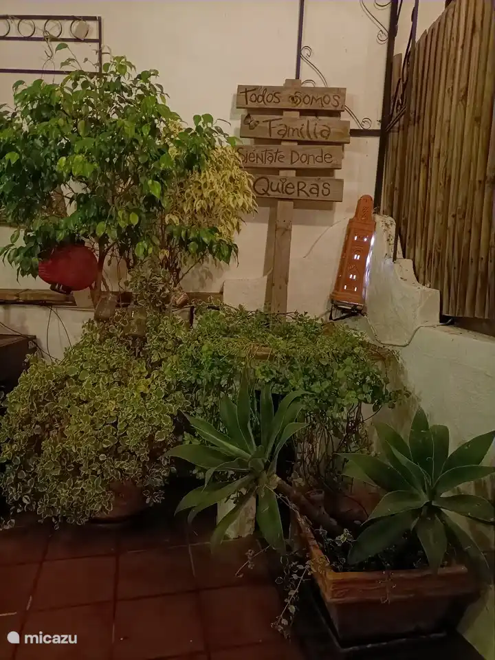 Pflanzen in Hülle und Fülle!