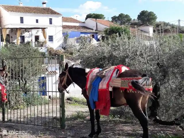 Villa Carlitos en Comares Andalucía en España, Costa del Sol, Comares - casa rural / cabaña Vista típica del país