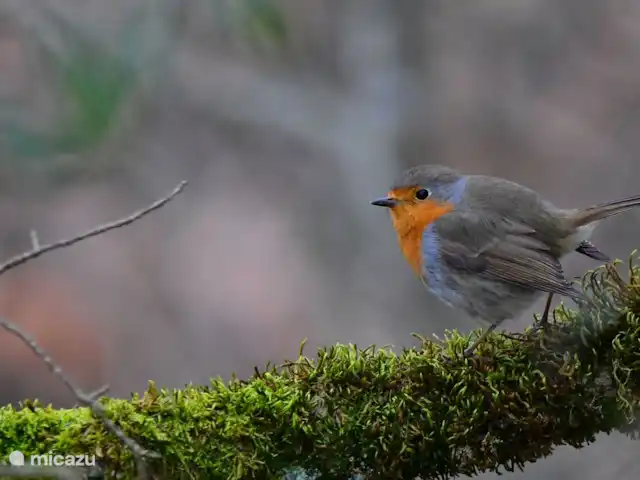 La dama blanca en Francia, Lot, Lavercantière - casa rural / cabaña Robin