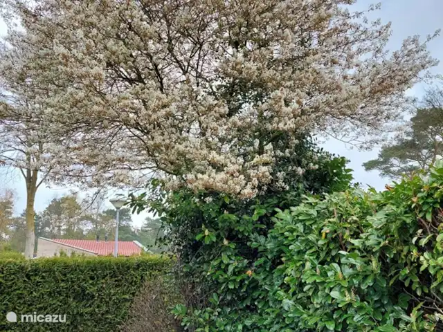 Cabaña con Jacuzzi No. 18 en Países Bajos, Güeldres, Putten - casa vacacional florecer en la primavera
