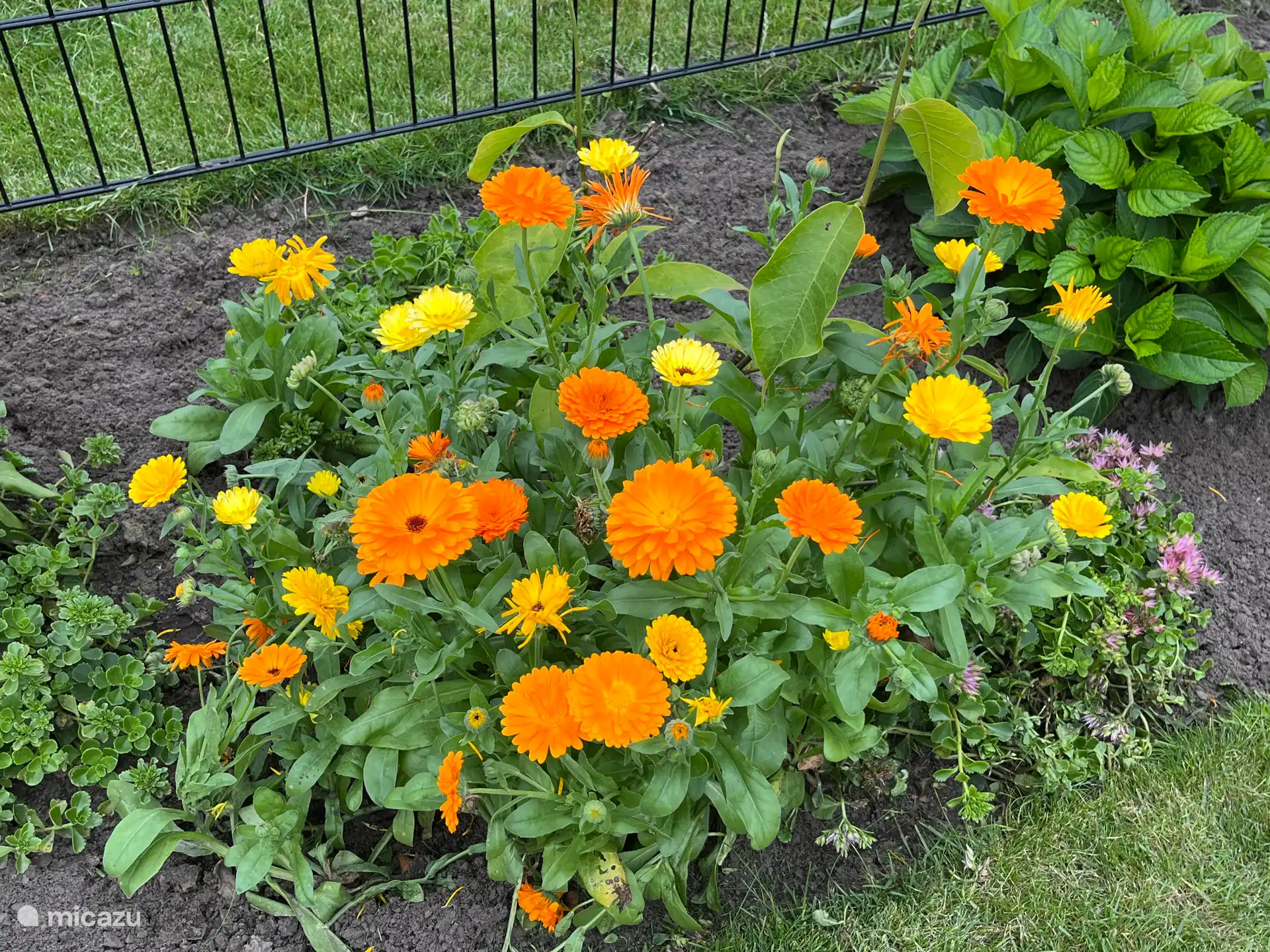 Prachtige variërende beplanting in de borders 