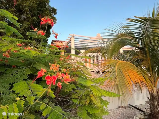 Cas Horizon | Curaçao, Banda Abou (ouest), Coral Estate, Rif St.Marie - villa Entouré d'une nature colorée, Cas Horzon surplombe la mer.