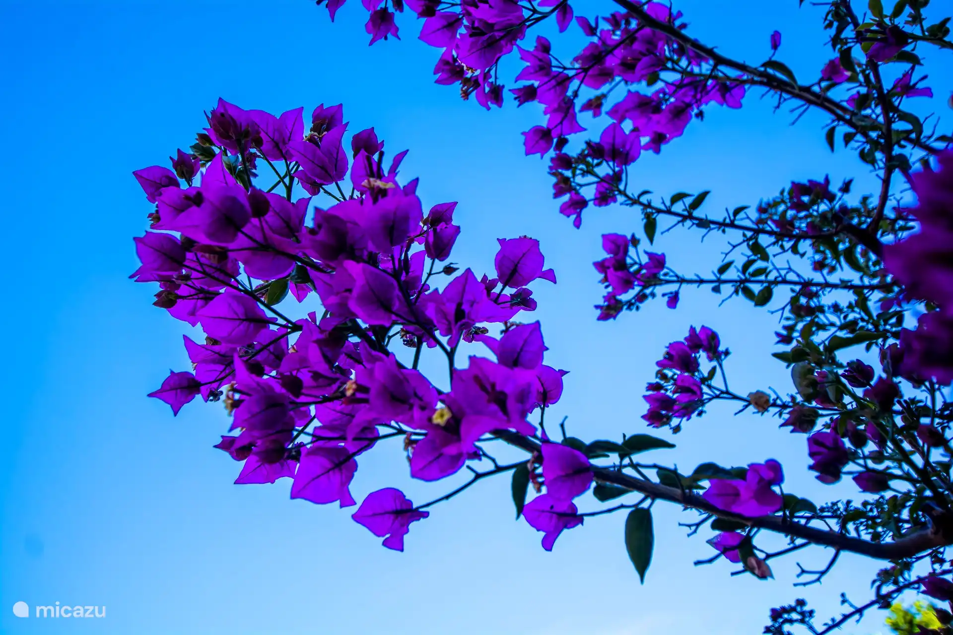 De buganvilla in al haar pracht