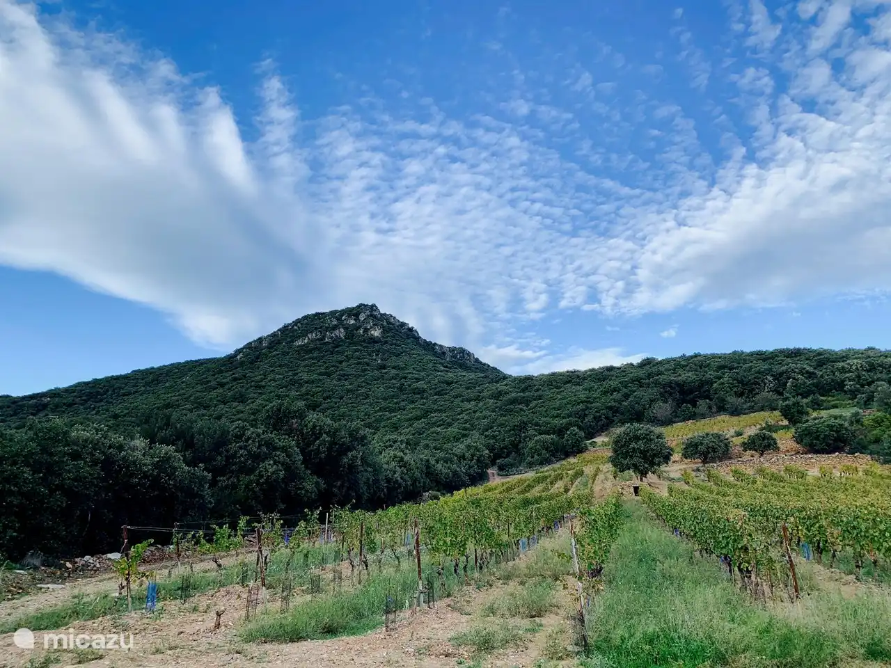 Parc National du Haut Languedoc, die hervorragenden Weine von St-Chinian, Roquebrun und Faugères – spezifische „Schiefer“-Weine.