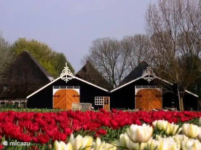 Granja villa con piscina en Países Bajos, Holanda del Norte, Lutjewinkel - villa Vista trasera