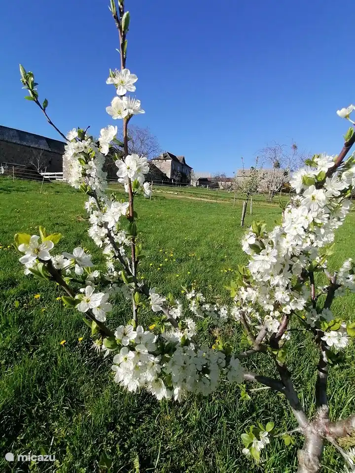 Vue du verger, prunier en fleurs
