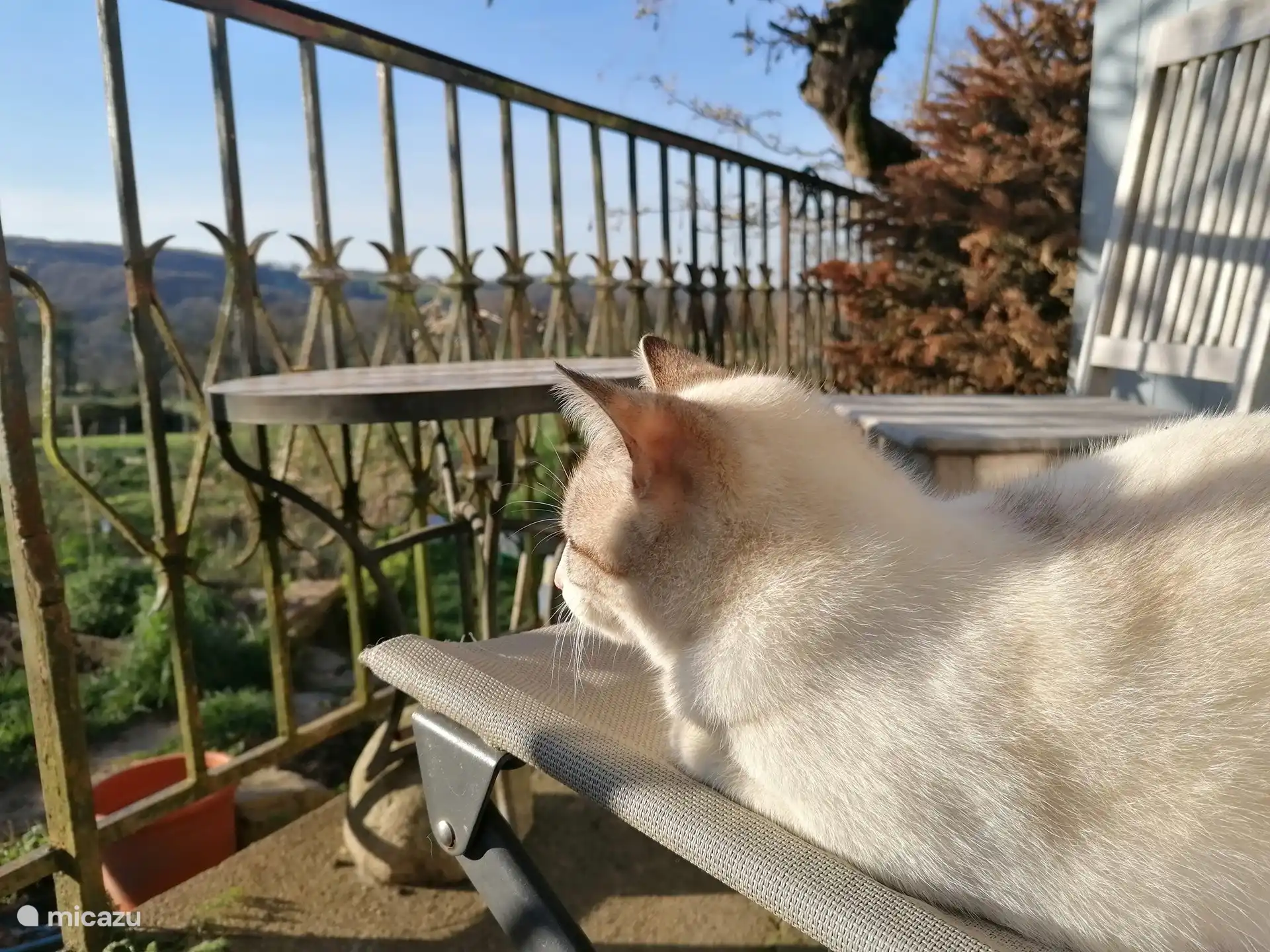 Mousse au chocolat (vous pouvez aussi nous faire préparer le dîner)