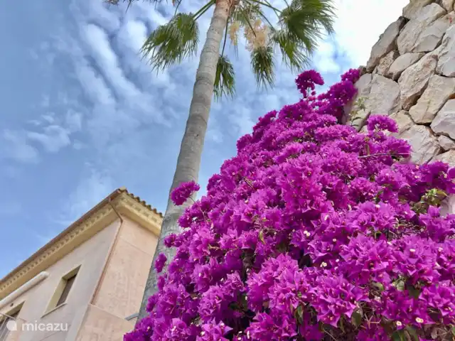 Maison Mimosa | Espagne, Costa Blanca, Benissa - appartement Environnement de détail