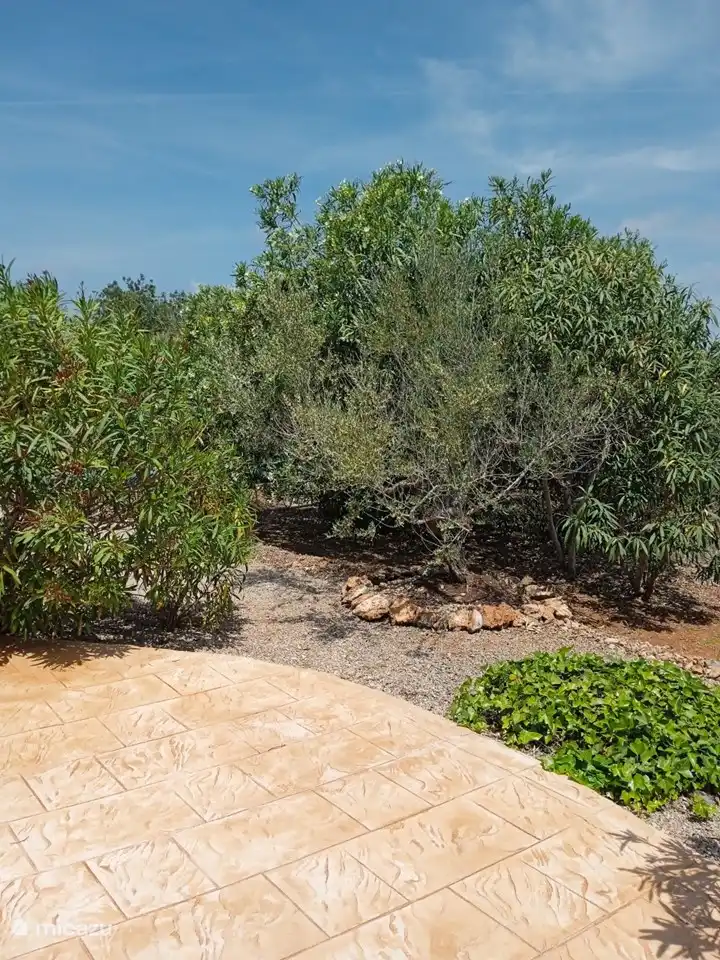 Einer der vielen Olivenbäume