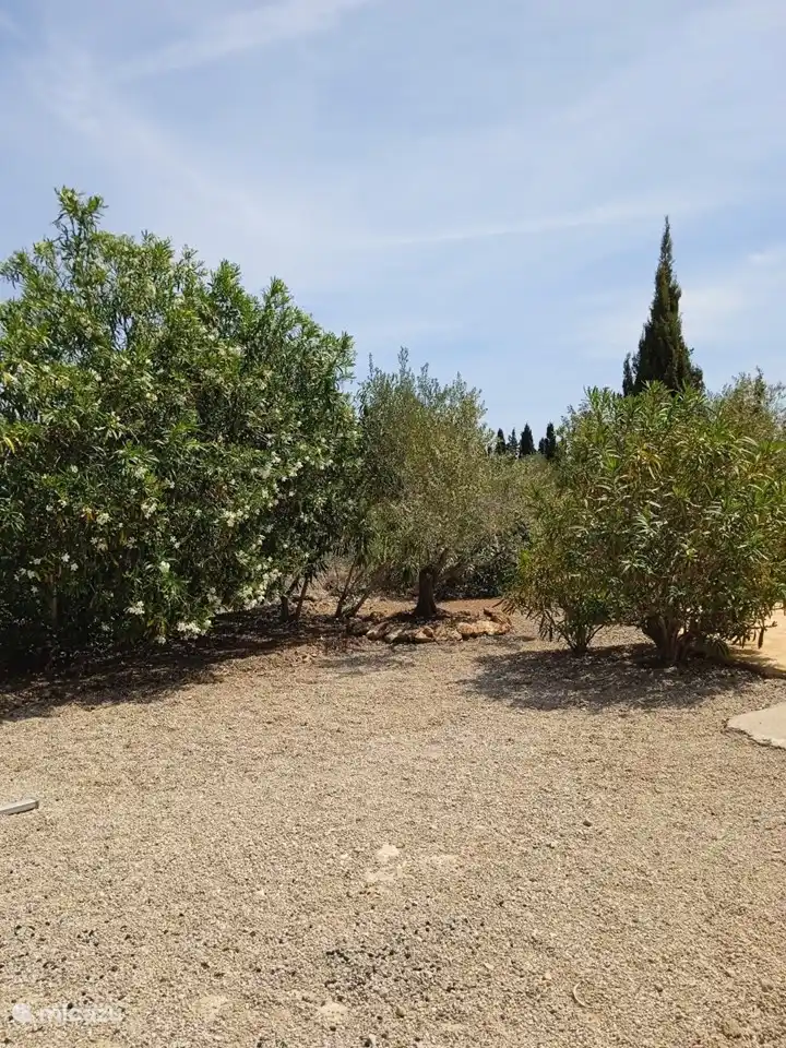 Einer der wunderschönen weißen Oleander auf dem Privatparkplatz.