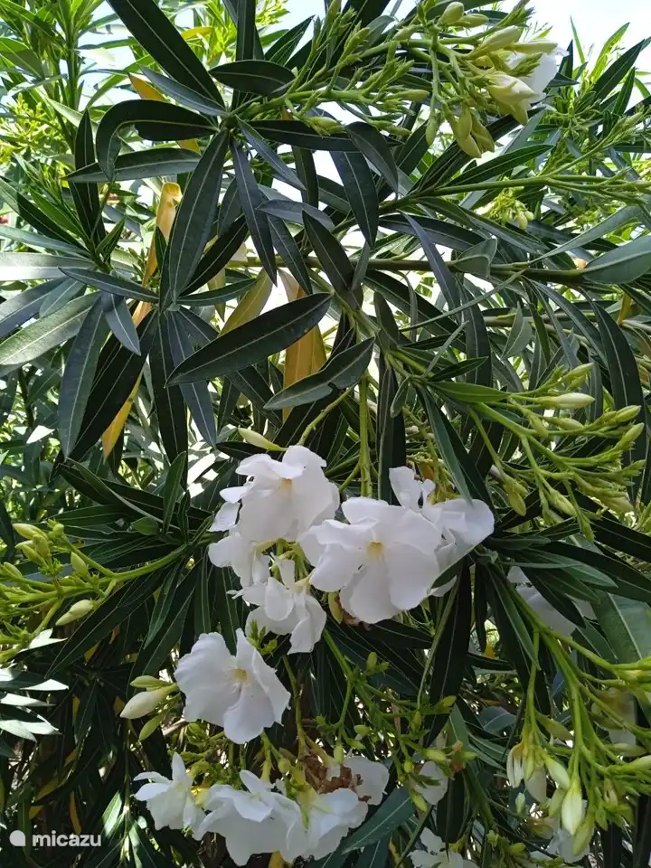 Wunderschöne Oleander blühen fast das ganze Jahr über