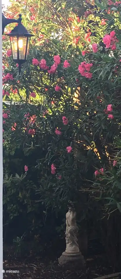 Lanterne Tres Palmas avec image