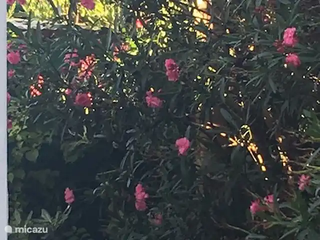 Tres Palmas | Espagne, Costa Blanca, Dénia - villa Lanterne Tres Palmas avec image